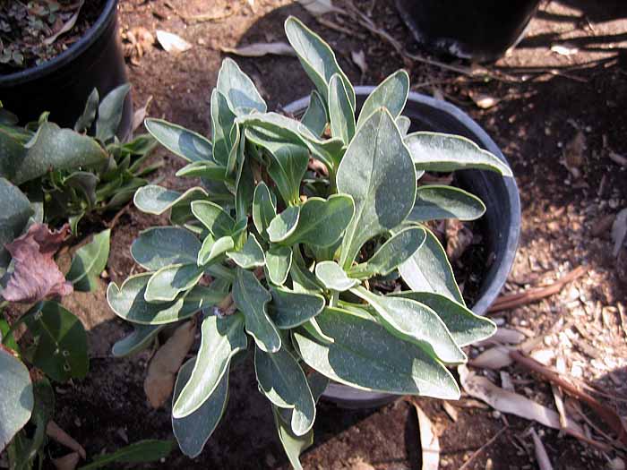 Penstemon Superbus